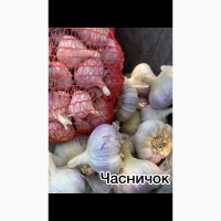Продам якісний часник сорту Любаша
