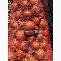 Продам цибулю медуза