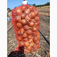 Продам цибулю медуза