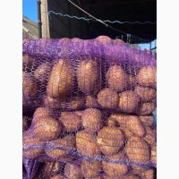 Продам товарну картоплю Констанс