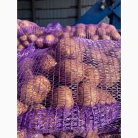 Продам товарну картоплю Констанс