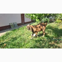 Продам козлика