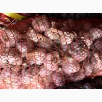 Продам часник