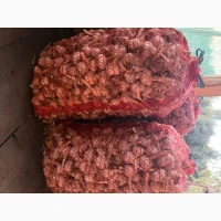 Продам часник