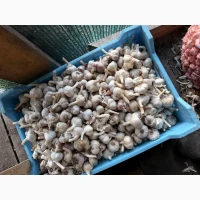 Продам часник