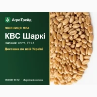 Продам насіння ярої пшениці КВС Шаркі - еліта, РН-1