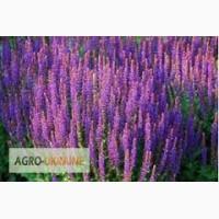 Шалфей лекарственный семена продам( купить семена медоносы.)
