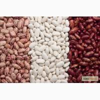 Закупаем фасоль. Самовывоз с места своим транспортом по Украине