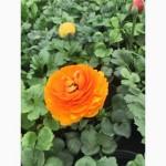 Продам примулу оптом и врозницу