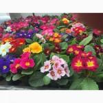 Продам примулу оптом и врозницу