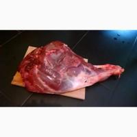 Купить мясо дикого кабана в Украине