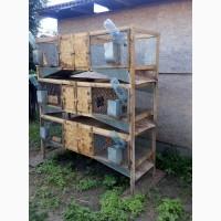 Продам клітки для кроликів