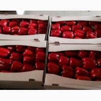 Продам болгарский перец Геркулес