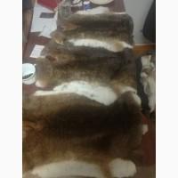Продам шкурки кролика породы Рекс