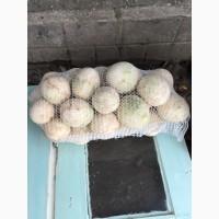 Продам Сельдерей