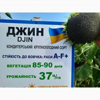 Насіння кондитерського соняшника Джинн, сорт стійкий до вовчка A-F, 35ц/га. 1 репродукція