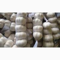 Fresh Ginger / Quality fresh Garlic and Ginger