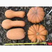 Продам тыкву