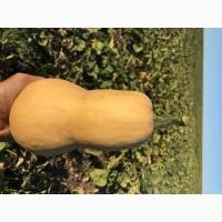 Продам тыкву