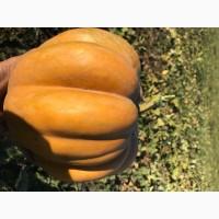 Продам тыкву