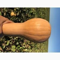 Продам тыкву