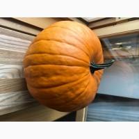 Продам тыкву
