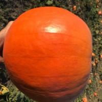 Продам тыкву