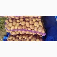 Продам товарну картоплю Гранда, Словянка є обєм