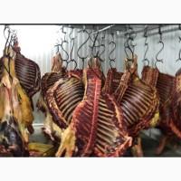 Продам мясо конина