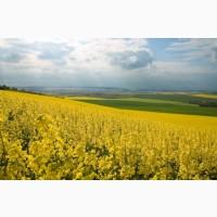 Куплю сою. Оптом, по всей Украине