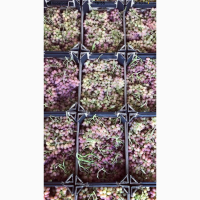 Виноград урожай 2021 Высший сорт Ливия, Преображение