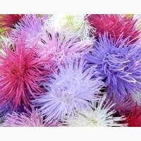 Продам семена астры Идеал, смесь