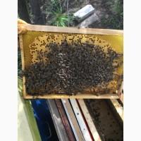 Продам пчелосемьи с матками