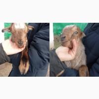 Продам козликів