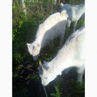 Продам козлят