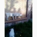 Продам козлят