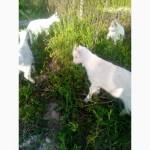 Продам козлят