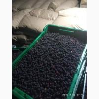 Продам ожину лісову