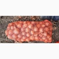 Продам лук оптом