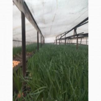 Продам зелену цибулю опт