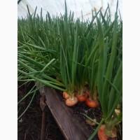 Продам зелену цибулю опт