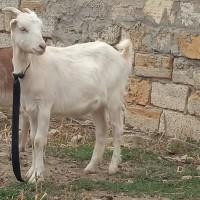 Американских Ламанчей продам