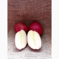 Продам сіменну картоплю, сорт Рудольф, друга репродукція