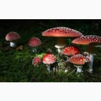 Куплю мухомор сирий, сухий червоний, коричневий, шапки