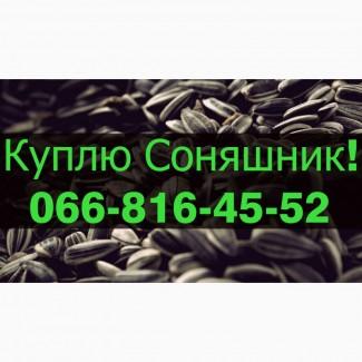 Куплю СОНЯШНИК!Дорого!Розрахунок на вагах