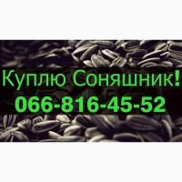 Куплю СОНЯШНИК!Дорого!Розрахунок на вагах