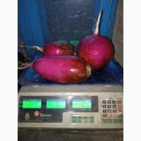 Продам зимову чорну і червону редьку