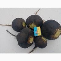 Продам зимову чорну і червону редьку