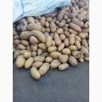 Продам картошку Гранада