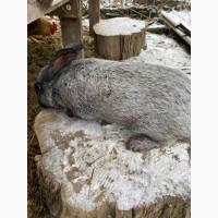 Продам кролі Полтавське Срібло